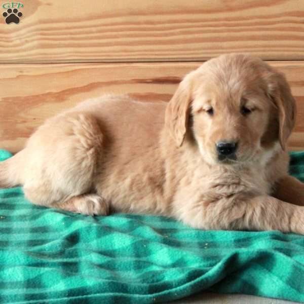 Tara, Golden Retriever Puppy