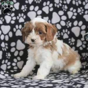 Tara, Cavapoo Puppy
