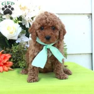 Tara, Cockapoo Puppy