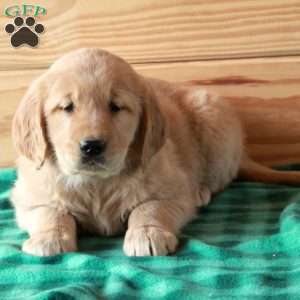 Tara, Golden Retriever Puppy