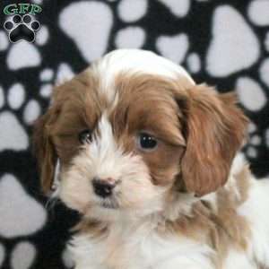 Tara, Cavapoo Puppy