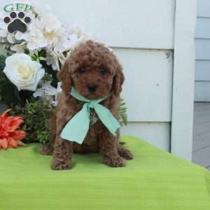 Tara, Cockapoo Puppy