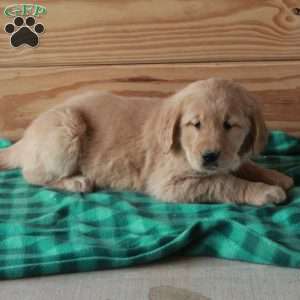 Tara, Golden Retriever Puppy