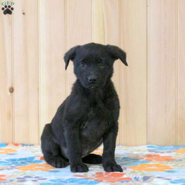 Tasha, Labrador Mix Puppy