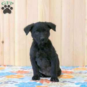 Tasha, Labrador Mix Puppy