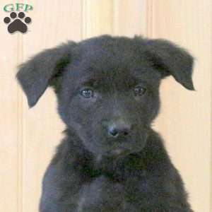 Tasha, Labrador Mix Puppy