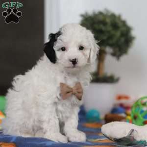 Tate, Miniature Poodle Puppy