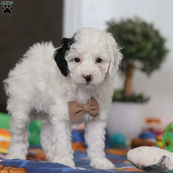 Tate, Miniature Poodle Puppy