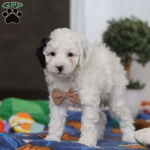 Tate, Miniature Poodle Puppy