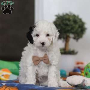 Tate, Miniature Poodle Puppy