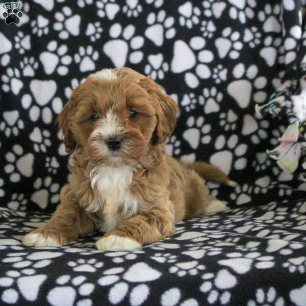 Taylor, Cavapoo Puppy