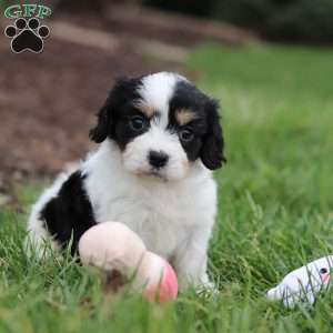 Taylor, Cavachon Puppy