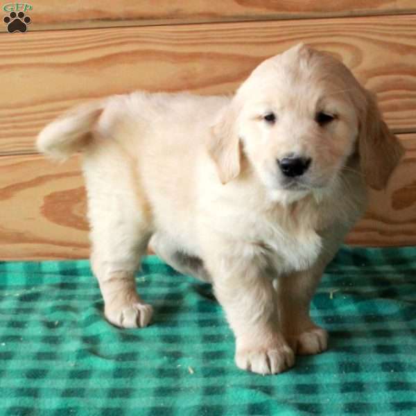 Teddy, Golden Retriever Puppy