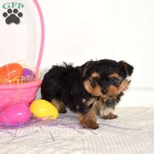 Teddy, Yorkie Puppy