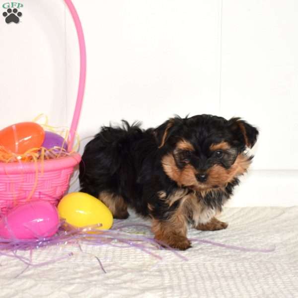 Teddy, Yorkie Puppy