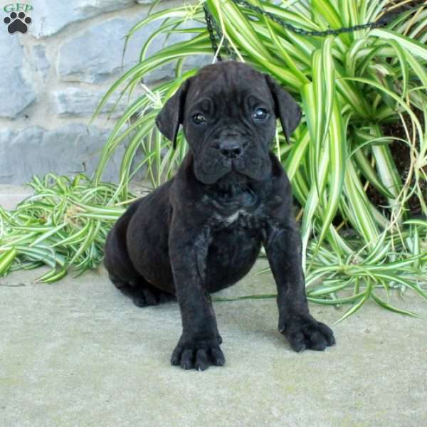 Teddy, Cane Corso Puppy