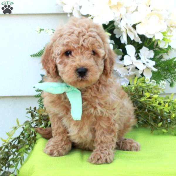 Teddy, Cockapoo Puppy