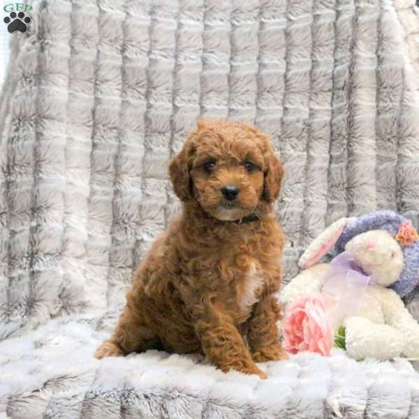 Teddy- F1B, Cavapoo Puppy
