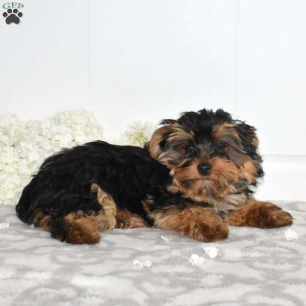 Teddy, Yorkie Puppy