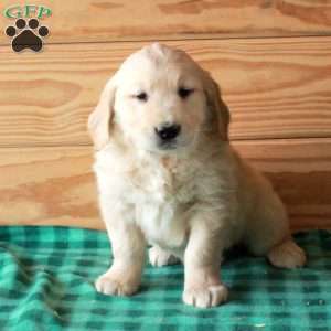 Teddy, Golden Retriever Puppy