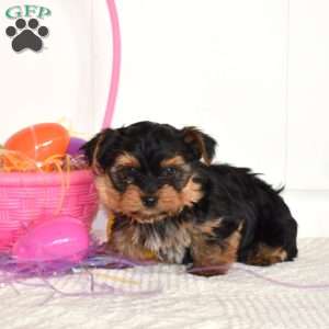 Teddy, Yorkie Puppy
