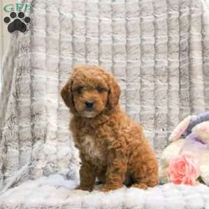 Teddy- F1B, Cavapoo Puppy