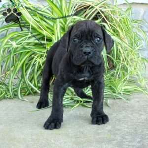 Teddy, Cane Corso Puppy
