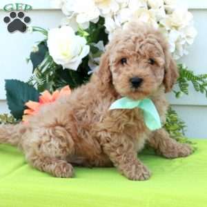 Teddy, Cockapoo Puppy