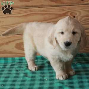 Teddy, Golden Retriever Puppy