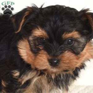 Teddy, Yorkie Puppy