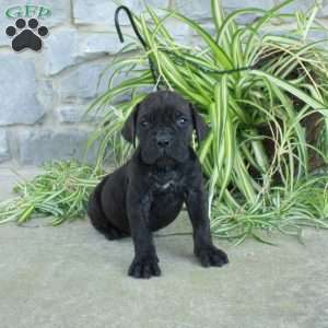 Teddy, Cane Corso Puppy