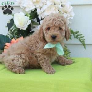 Teddy, Cockapoo Puppy