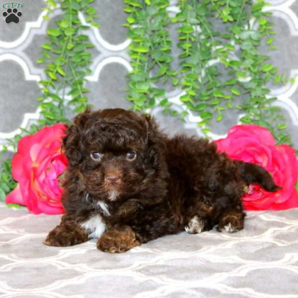 Teddy, Havapoo Puppy