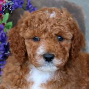 Teddy, Goldendoodle Puppy
