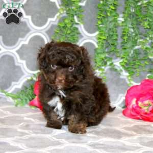 Teddy, Havapoo Puppy