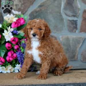 Teddy, Goldendoodle Puppy