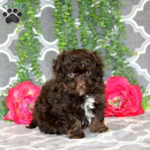 Teddy, Havapoo Puppy