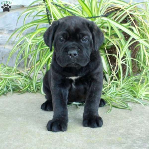 Teresa, Cane Corso Puppy