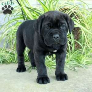 Teresa, Cane Corso Puppy