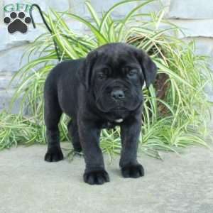 Teresa, Cane Corso Puppy