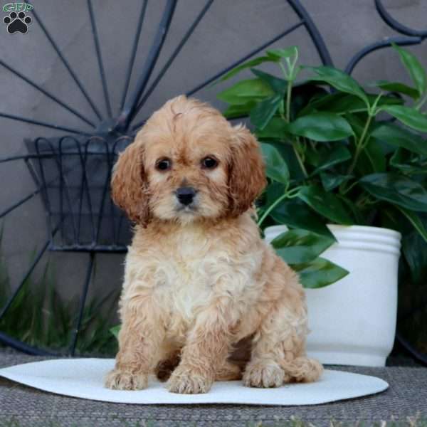 Teresa, Cockapoo Puppy