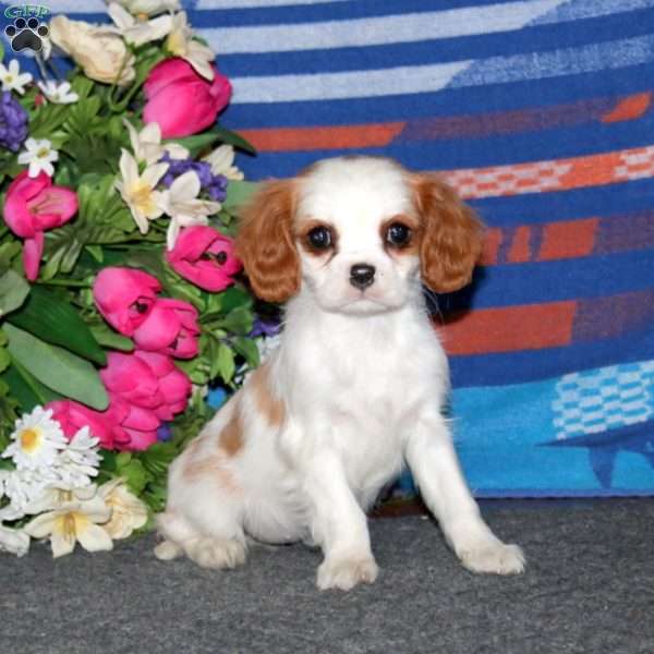 Teresa, Cavalier King Charles Spaniel Puppy