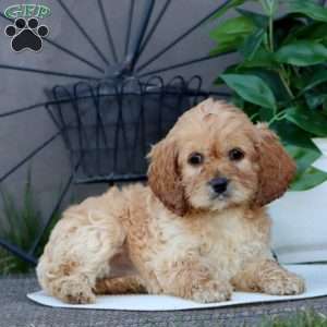 Teresa, Cockapoo Puppy