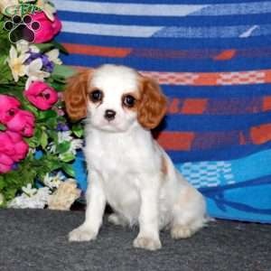 Teresa, Cavalier King Charles Spaniel Puppy