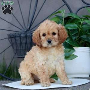 Teresa, Cockapoo Puppy