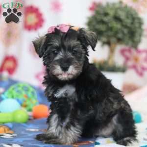 Tessa, Miniature Schnauzer Puppy