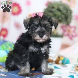Tessa, Miniature Schnauzer Puppy