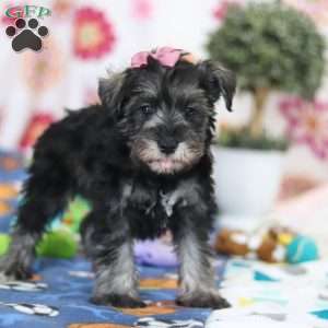Tessa, Miniature Schnauzer Puppy