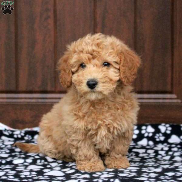 Tessa, Bich-Poo Puppy