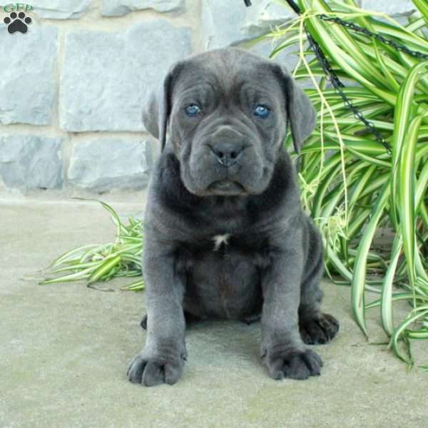 Tessa, Cane Corso Puppy